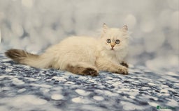 British Longhair cats for sale: Excellent Scottish straight Highland Kittens - Image 21