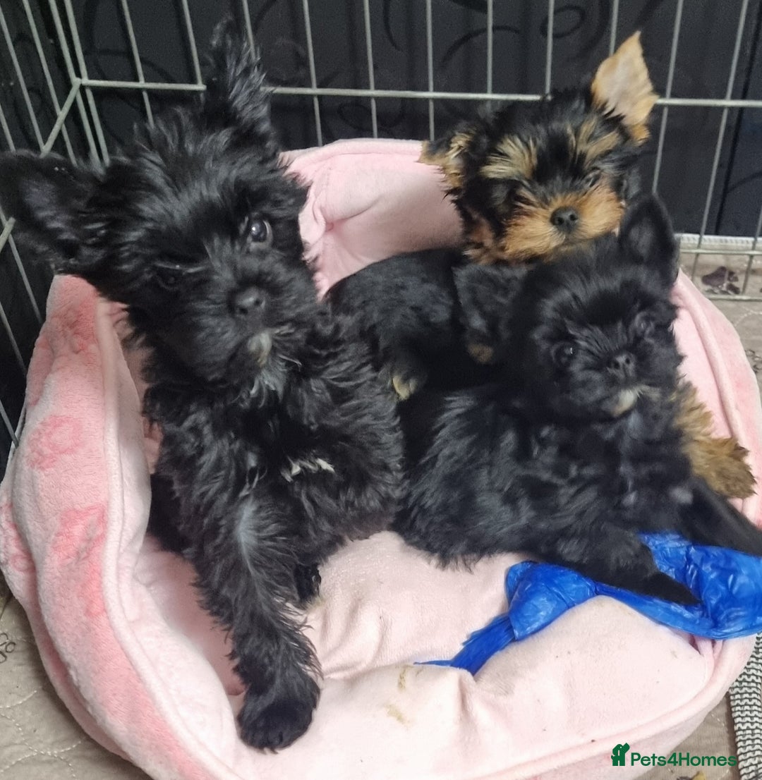 Yorkshire Terrier dogs for sale: Yorkshire Terrier puppies  - Image 1