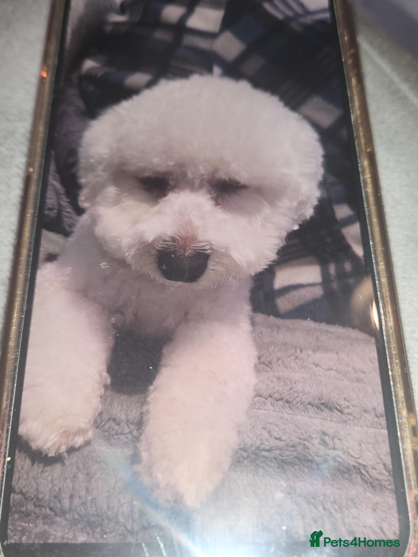 Maltese dogs Malteese bitch - Advert 3