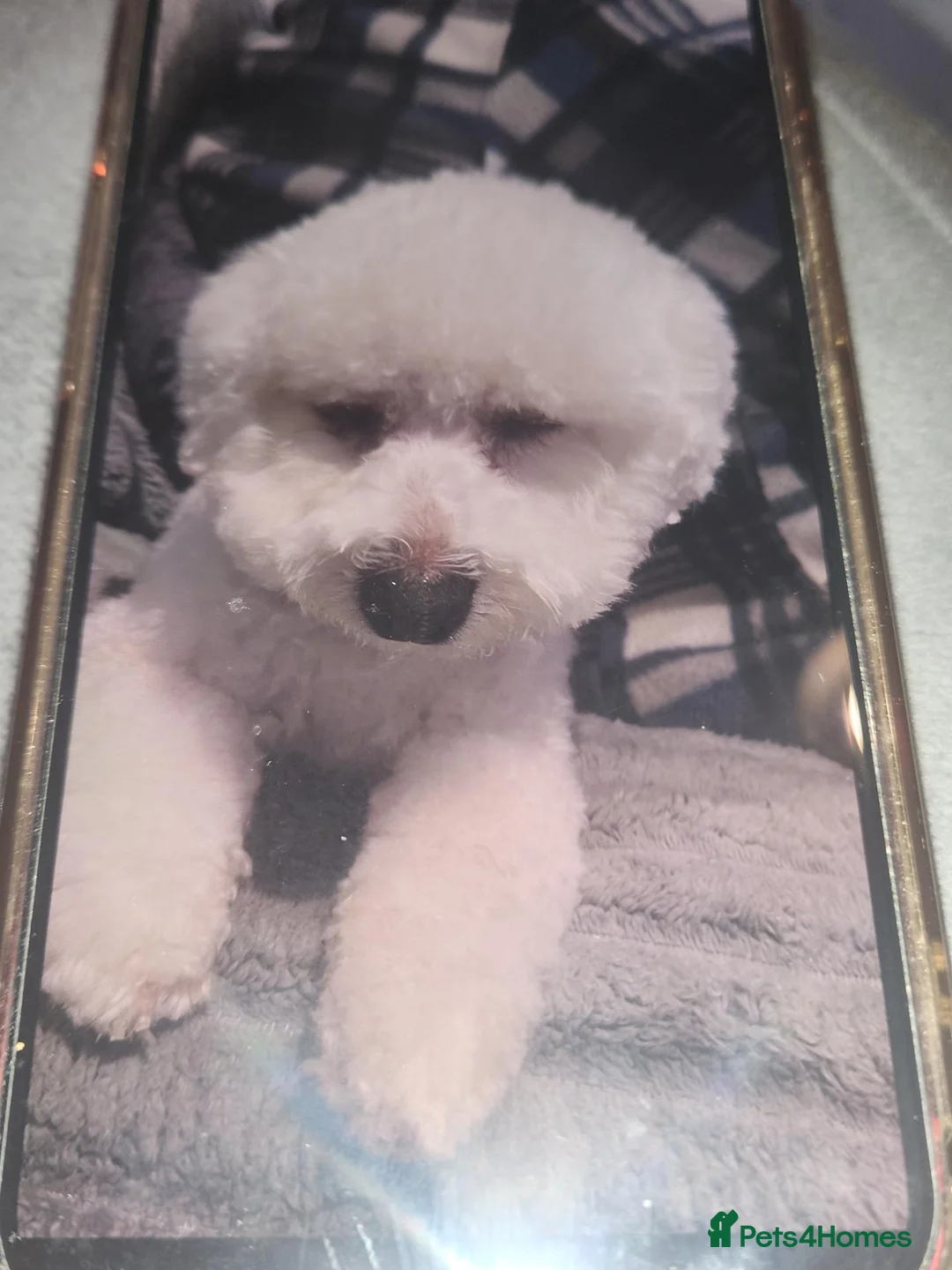 Maltese dogs for sale: Malteese bitch in Bradford - Advert 1
