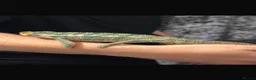 Chameleon reptiles for sale: Male chameleon (aka) Jeff and Viviarum  in Romney Marsh - Advert 3