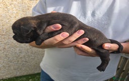 Staffordshire Bull Terrier dogs for sale: Stunning KC Staffs Very Unique colours - Image 12