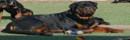 Rottweiler dogs for stud: BEAUTIFUL OLD TYPE BIG BONED ROTTIE! For stud in Mansfield - Advert 18