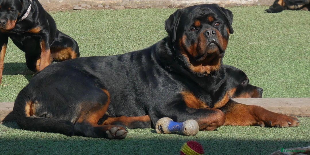 Rottweiler dogs for stud: BEAUTIFUL OLD TYPE BIG BONED ROTTIE! For stud in Mansfield - Advert 18