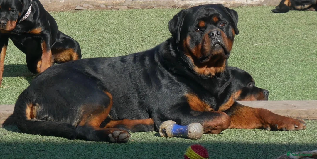 Rottweiler dogs for stud: BEAUTIFUL OLD TYPE BIG BONED ROTTIE! For stud in Mansfield - Advert 18