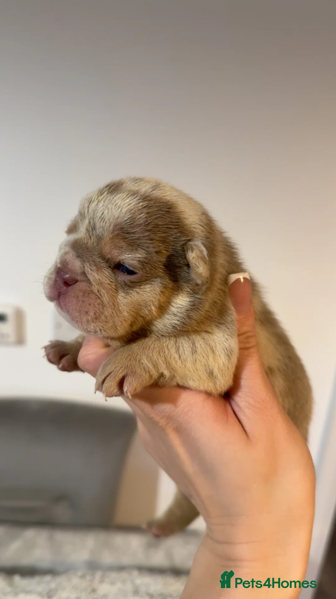 English Bulldog dogs for sale: English bulldog puppies  - Advert 1