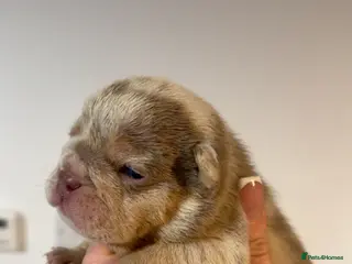 English Bulldog dogs English bulldog puppies - Advert 4