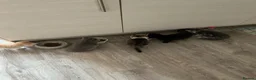 British Shorthair cats for sale: Beautiful British Shorthair Kittens – Ready to go - Advert 12