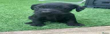 Monty