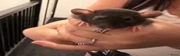 Rat rodents for sale: Adorable baby dumbo rats  - Advert 13