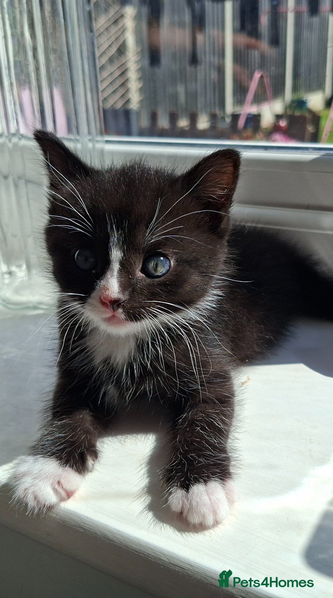 Mixed Breed cats Little boy ready for his new home - Advert 1