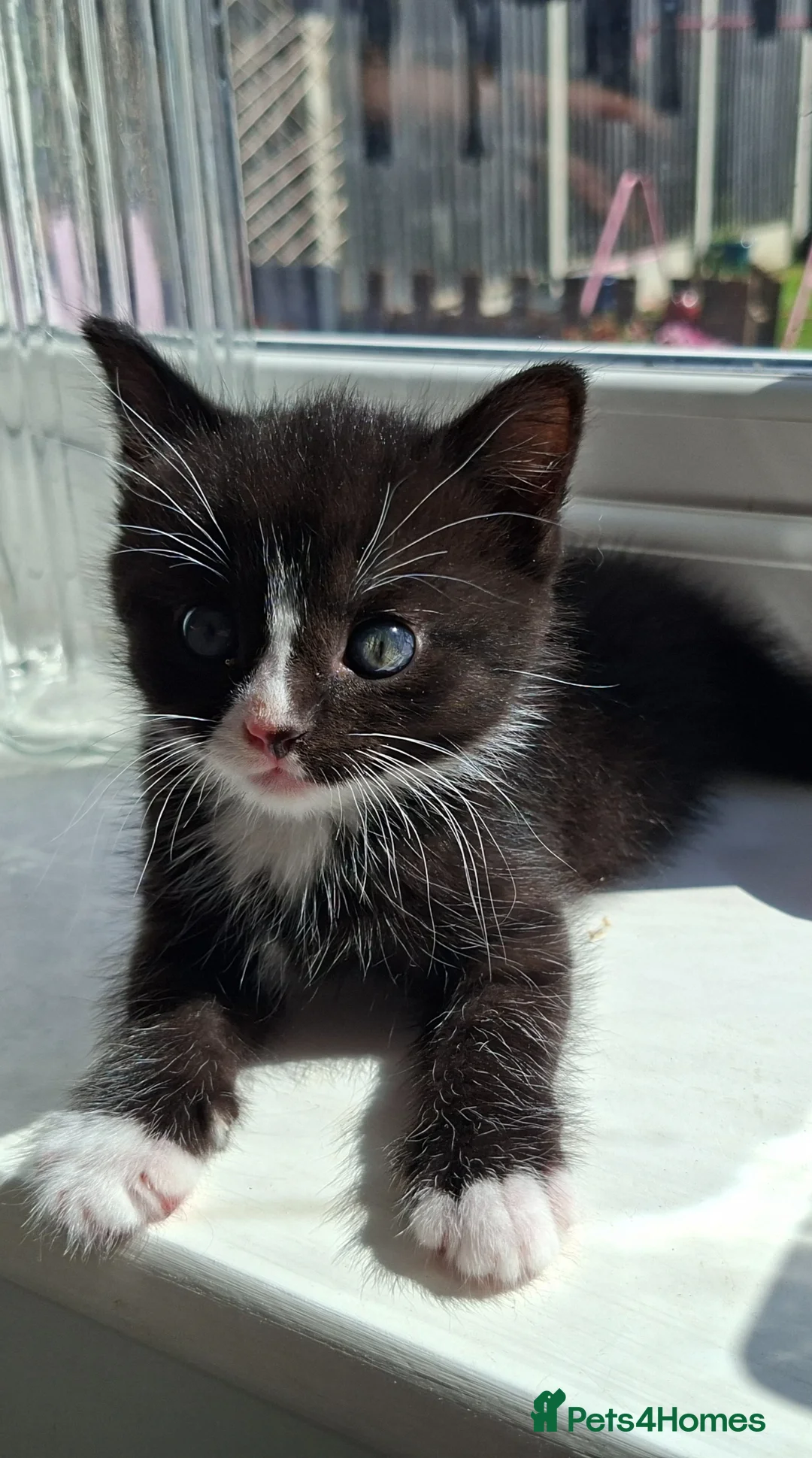Mixed Breed cats for sale: Little boy ready for his new home - Advert 1