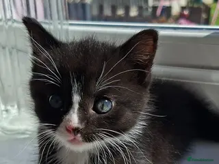 Mixed Breed cats Little boy ready for his new home - Advert 3