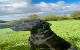 Labrador Retriever dogs for sale: Handsome KC Reg Black Labrador Dog Puppy  - Image 3
