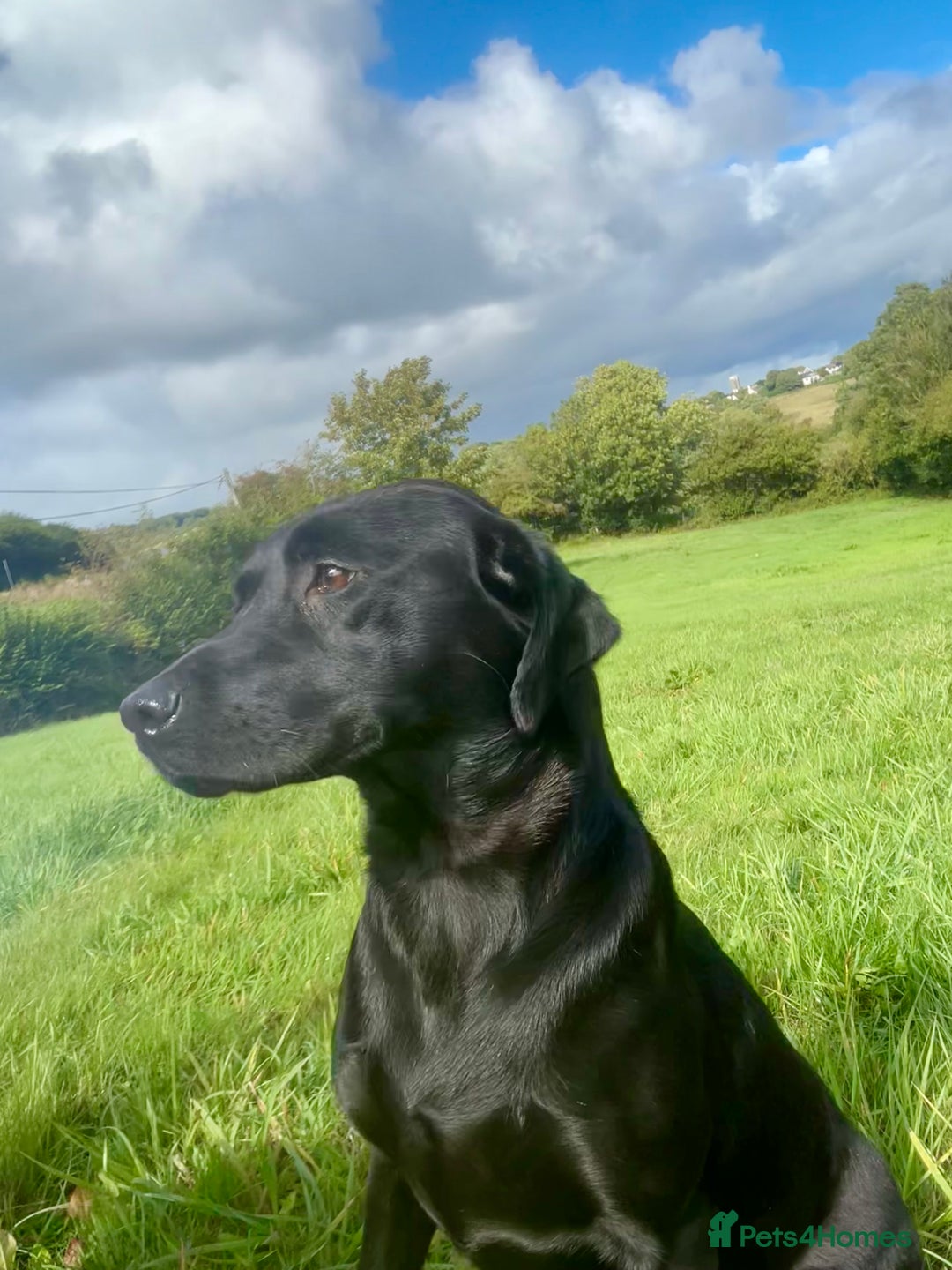 Labrador Retriever dogs for sale: Handsome KC Reg Black Labrador Dog Puppy  - Image 3