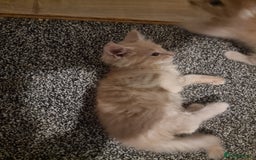 Maine Coon cats for sale: TICA REG.  Amazing kittens  - Image 25