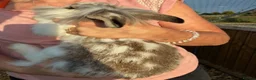 Lionhead rabbits for sale: Orange boy grey/white girl - Advert 3