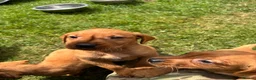 Labrador Retriever dogs for sale: Fox red Labrador  in Galashiels - Advert 4