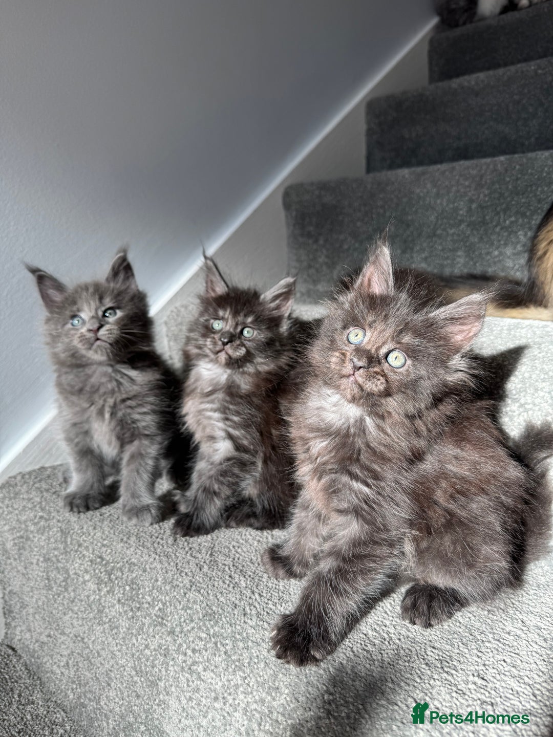 Maine Coon cats for sale: Pedigree Maine Coon Kittens – Blues & Smokes - Advert 3