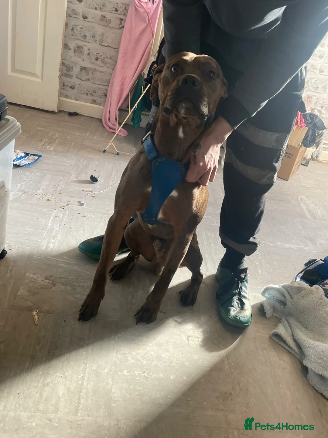 Mixed Breed dogs for sale: Hunter - Advert 1