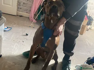 Mixed Breed dogs Hunter - Advert 1