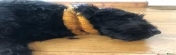 Labradoodle dogs for stud: For Stud - Advert 3