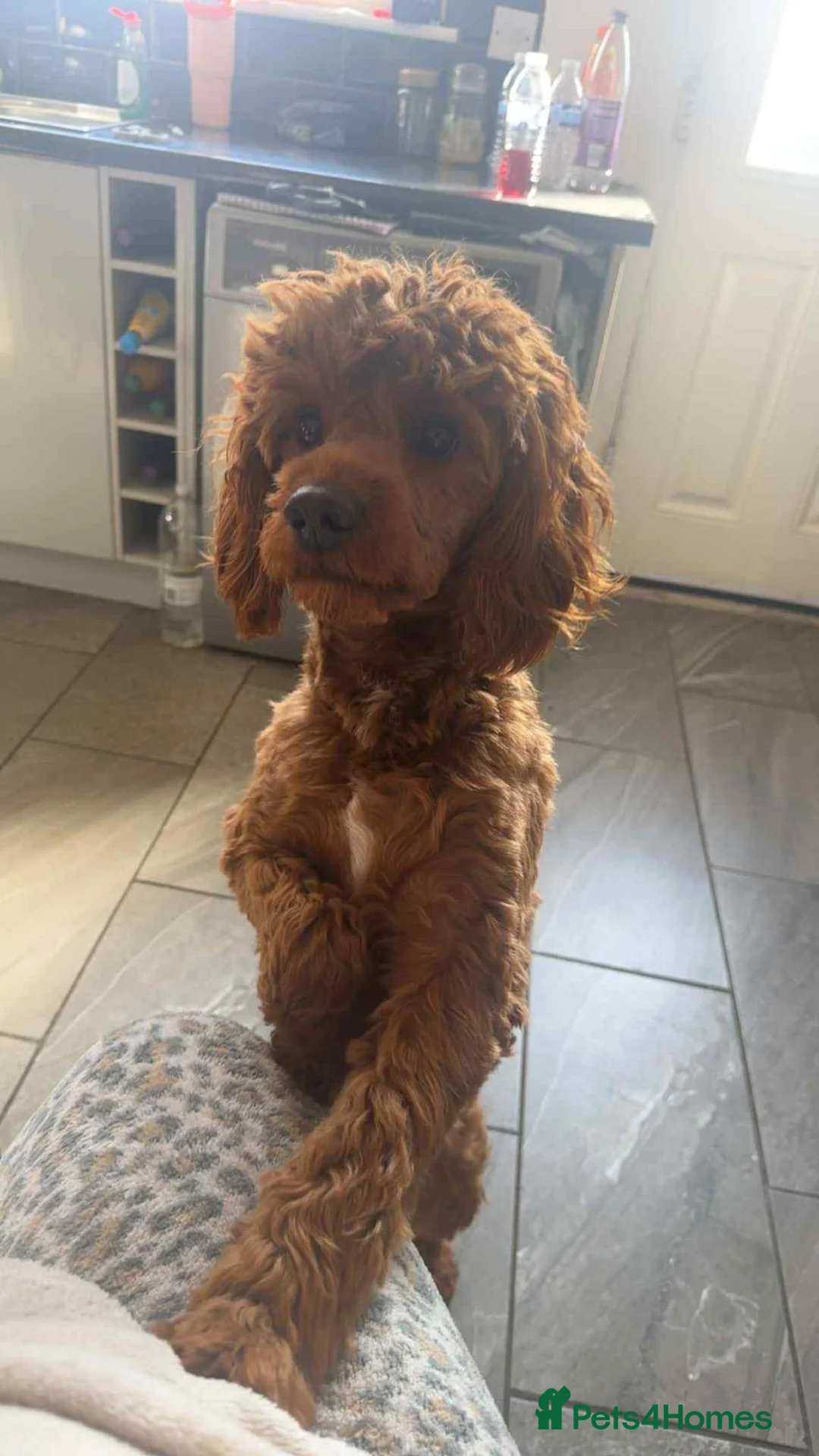 Cockapoo dogs for stud: Fox Red cockapoo F1 for stud  - Advert 16