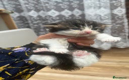 Mixed Breed cats for sale: 4 playful and funny kittens - Advert 16