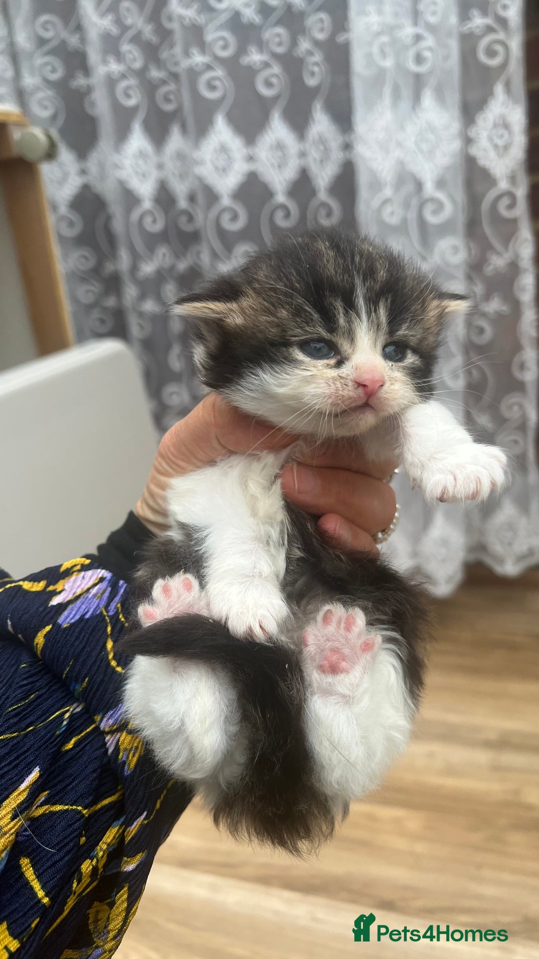 Mixed Breed cats for sale: 4 playful and funny kittens - Advert 16