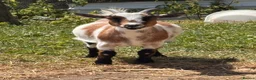 Goats livestock for sale: Pygmy Goats  - Advert 9
