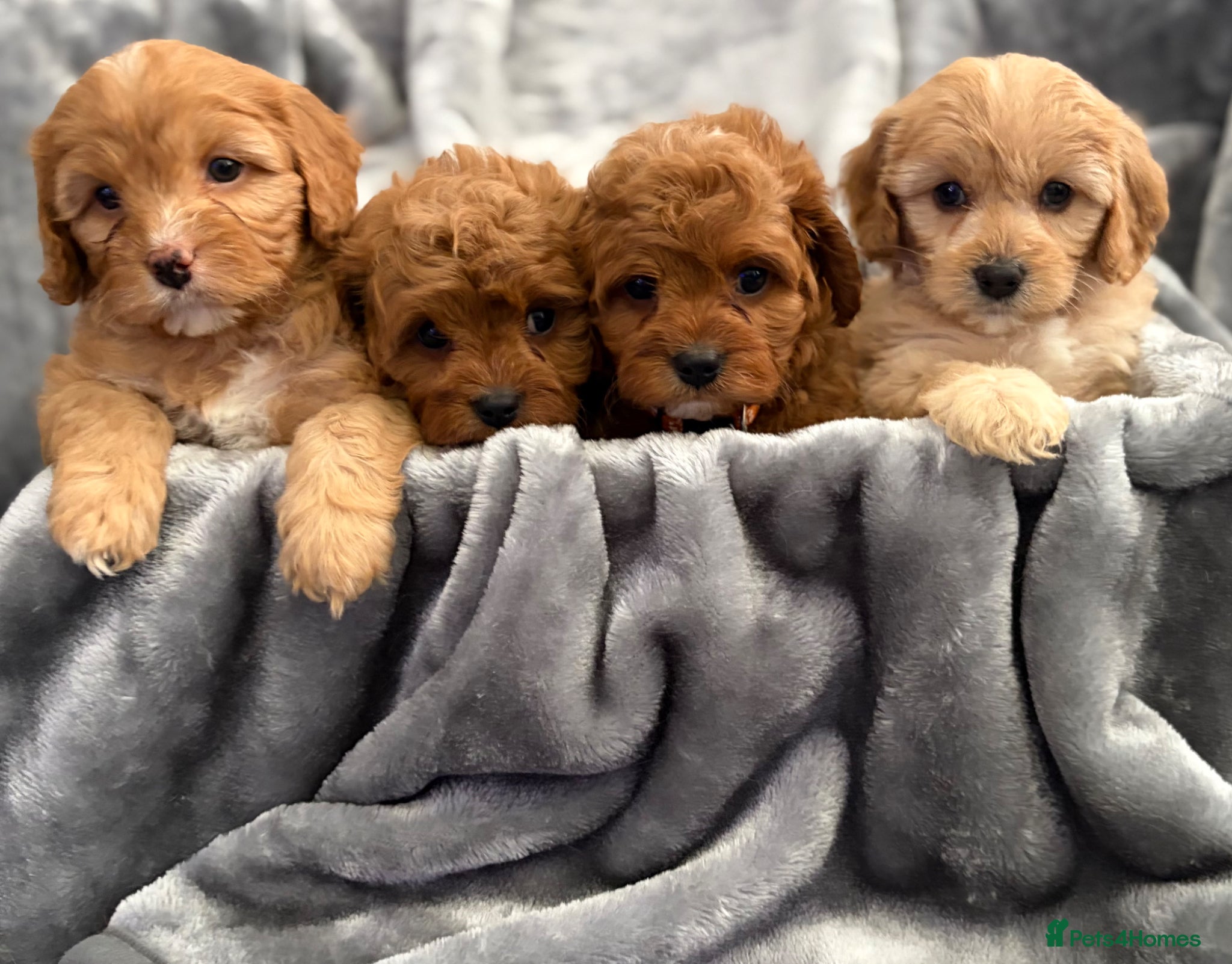 Cavapoo dogs EXTENSIVELY HEALTH TESTED F1 CAVAPOO BABIES  - Advert 1
