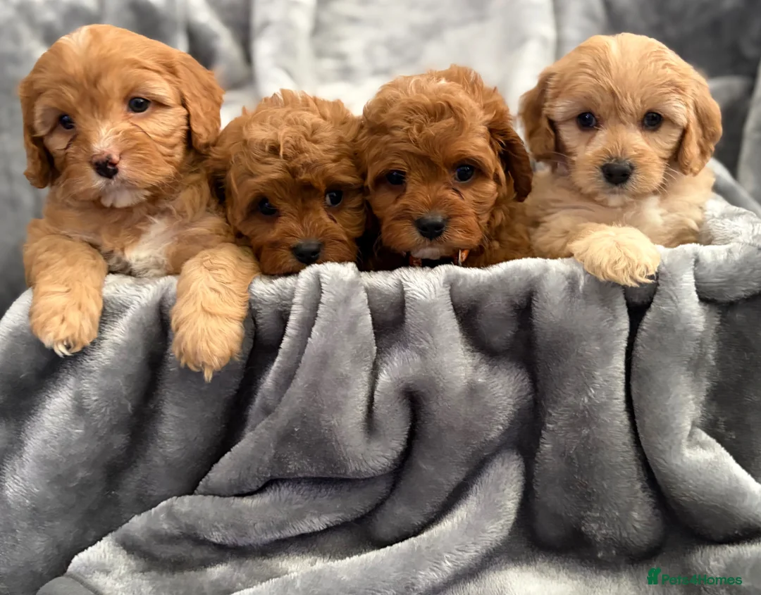 Cavapoo dogs for sale: EXTENSIVELY HEALTH TESTED F1 CAVAPOO BABIES  - Advert 1