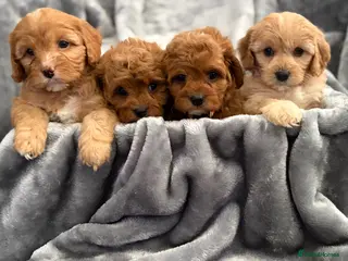 Cavapoo dogs for sale: EXTENSIVELY HEALTH TESTED F1 CAVAPOO BABIES - Advert 1