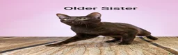 Suffolk cats for sale: GCCF registered Chocolate Suffolk Kittens - Advert 8