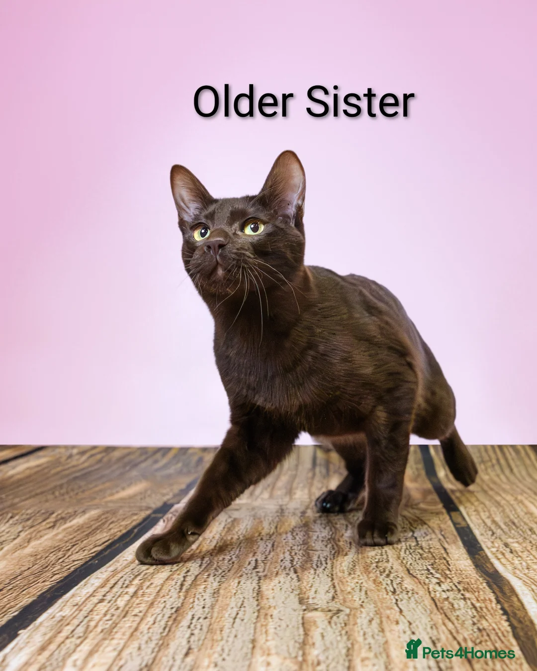 Suffolk cats for sale: GCCF registered Chocolate Suffolk Kittens - Advert 8