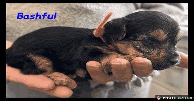 Yorkiepoo dogs - Advert 4