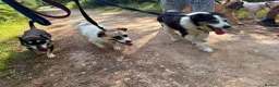 Mixed Breed dogs for adoption: Billy - Norwich Norfolk  in Norwich - Advert 15