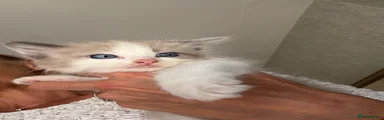Mink boy
