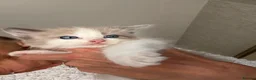 Ragdoll cats for sale: Full Ragdoll Kittens - Ready now Mink - Advert 5