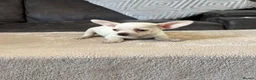 Chihuahua dogs for sale: Chihuahua puppy’s  - Advert 10