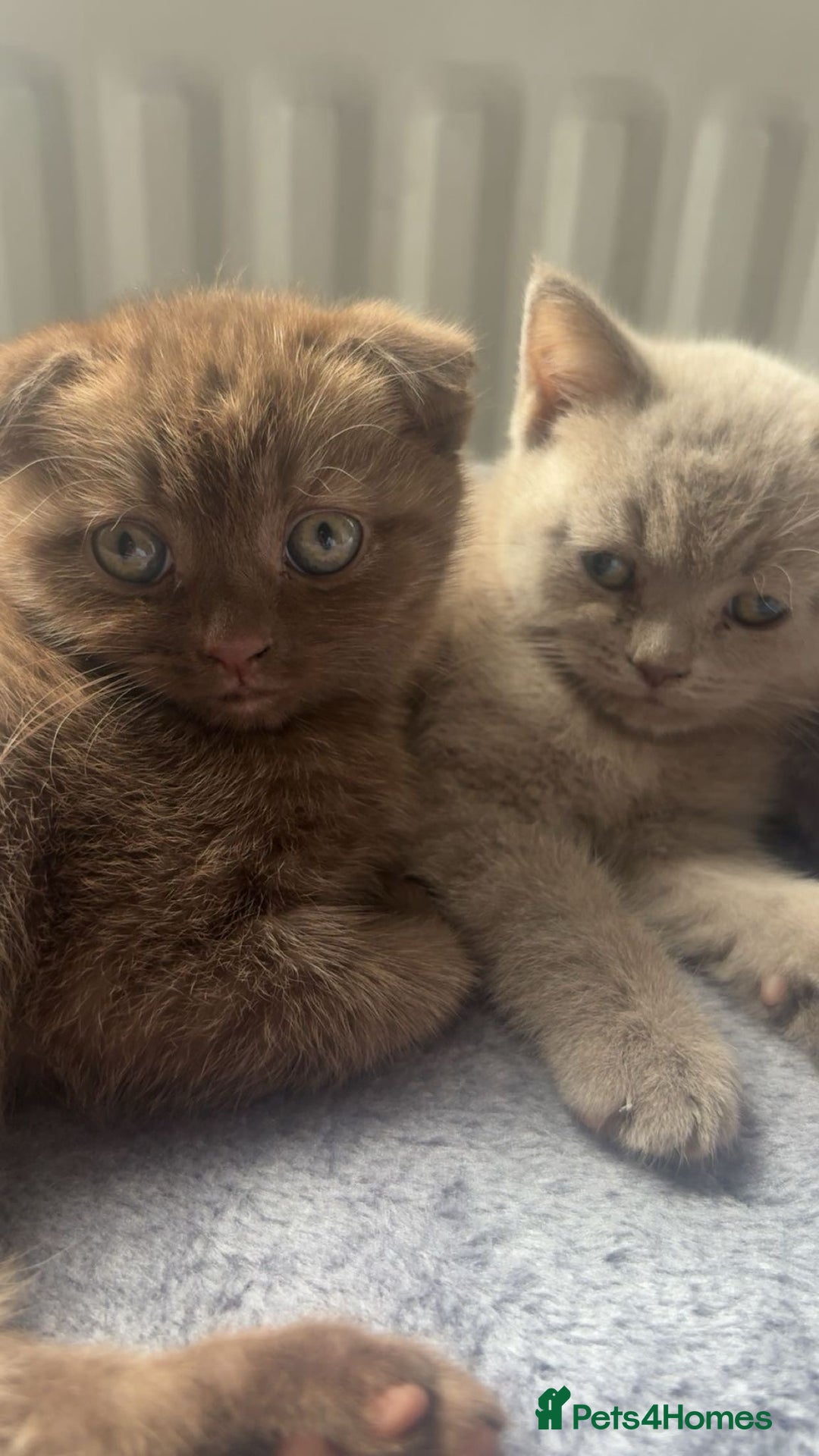 Scottish Fold cats for sale: Stunning chocolate female scottish fold - Image 3