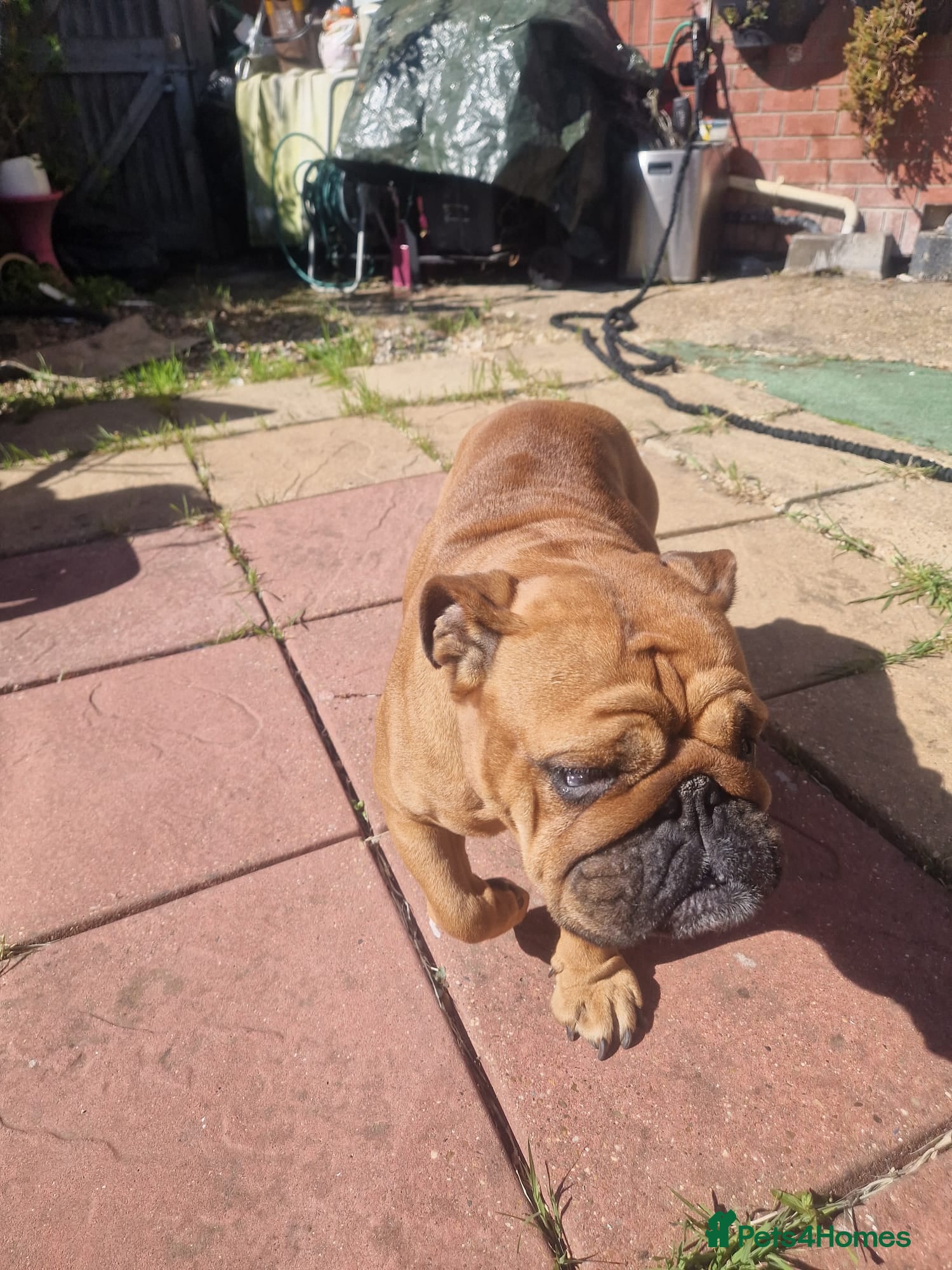 English Bulldog dogs English Bulldog  girl - Advert 1