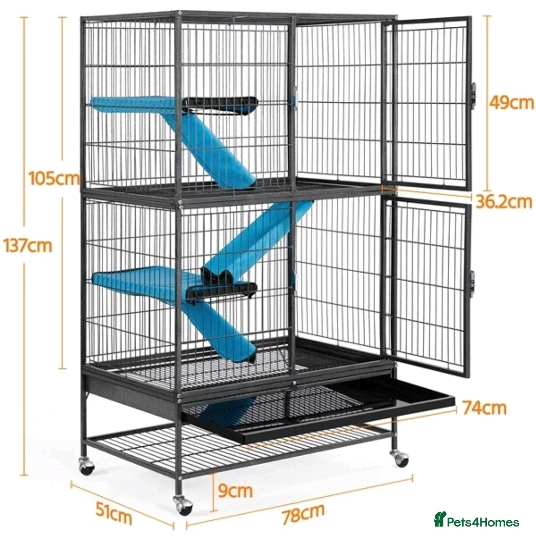 Ferret rodents for sale: 2 Lovely Jill's For Rehoming - Advert 5