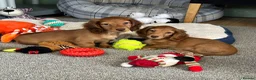 Miniature Dachshund dogs for sale: Shaded red longhaired boy and girl - Advert 4
