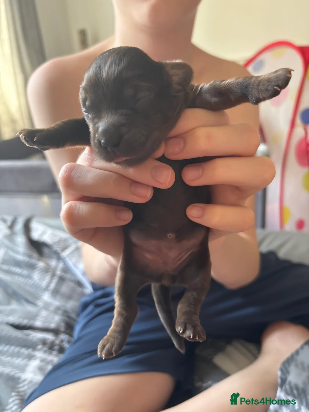 Cocker Spaniel dogs for sale: Cocker spaniel pups in Harlow - Advert 2