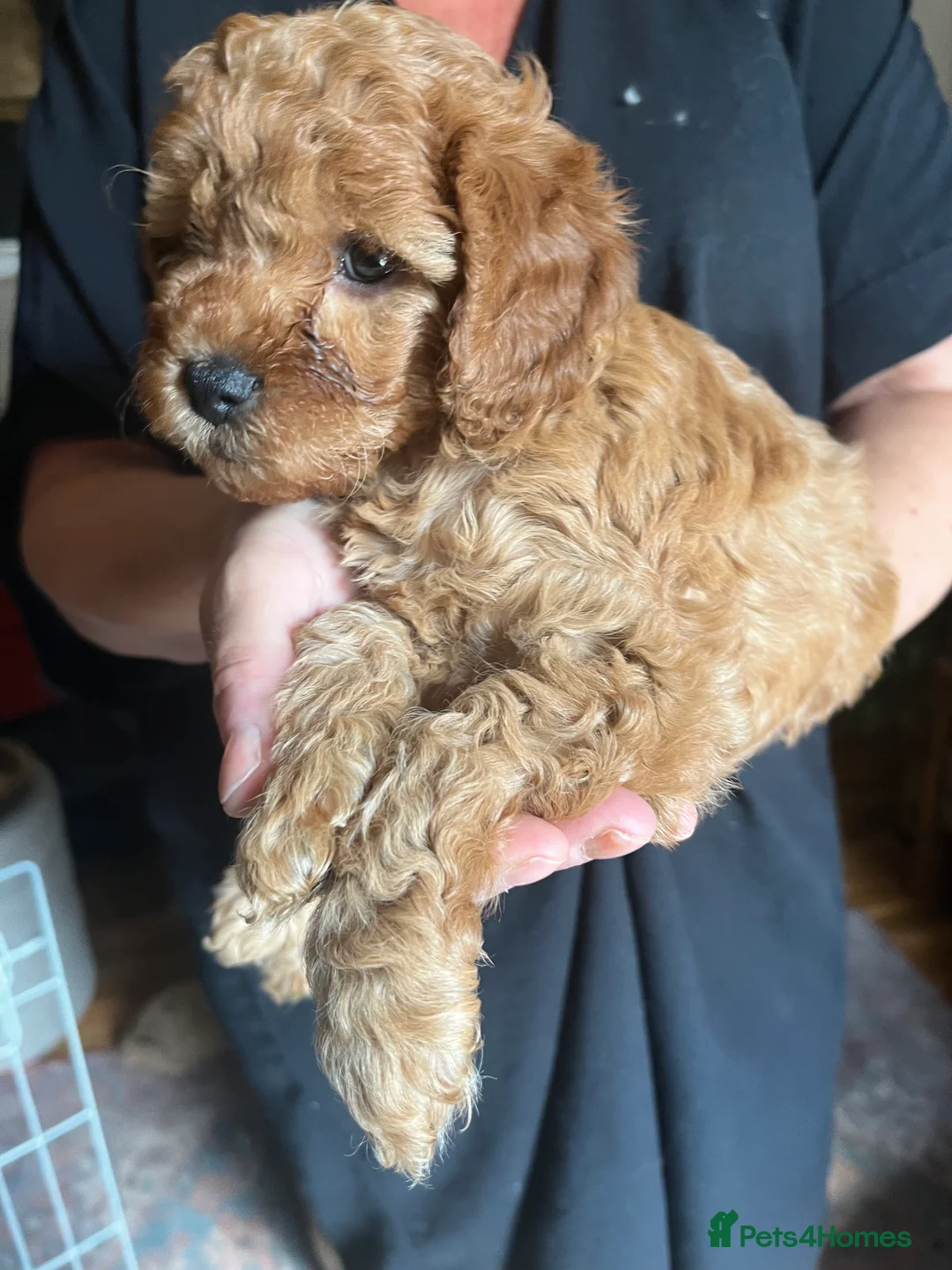 Cavapoo dogs for sale: F1B Cavapoos  3 girls left  - Advert 2