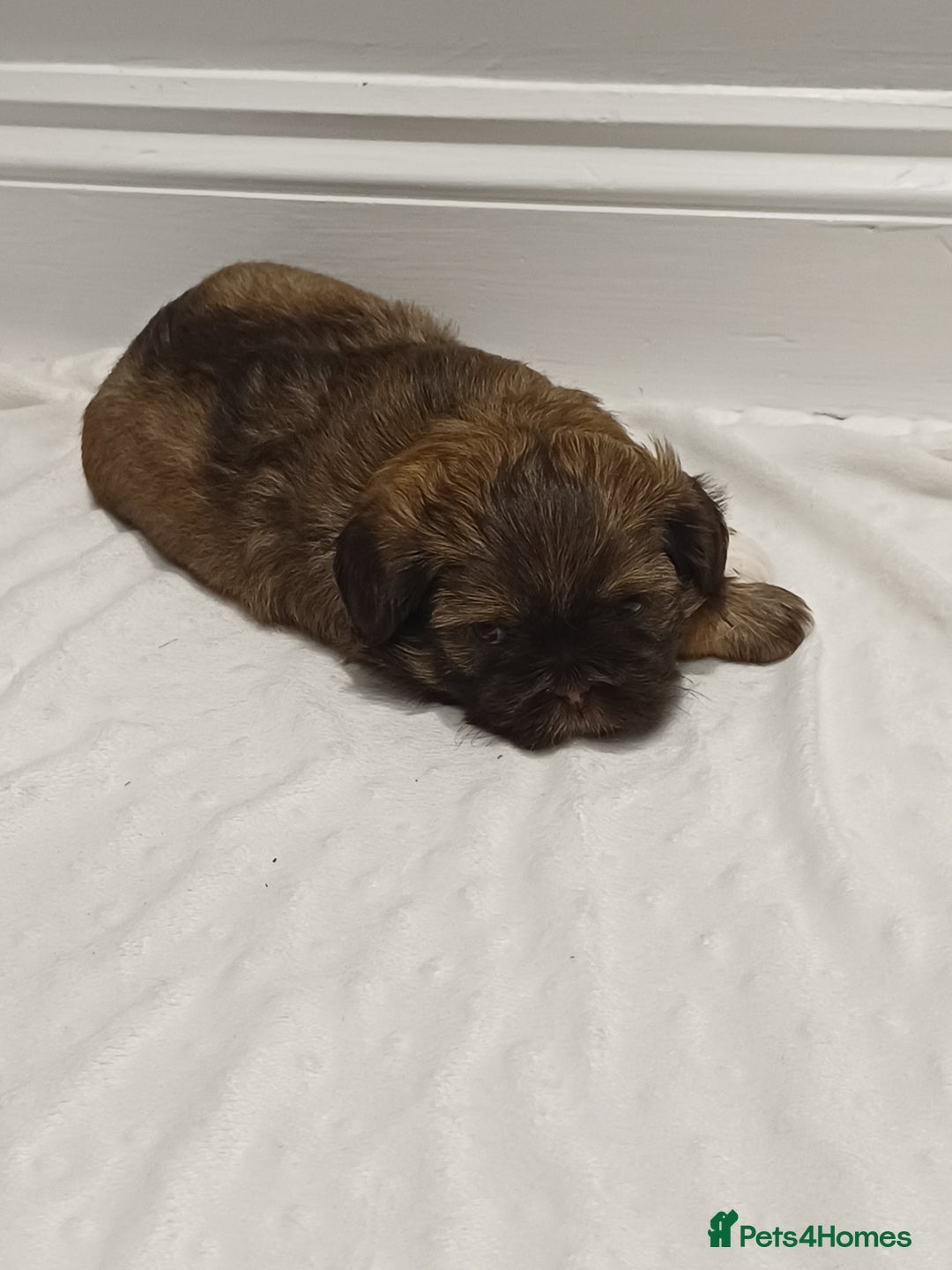 Shih Tzu dogs for sale: Karashishi half Imperial Shih Tzu Puppies 🐶 - Image 4