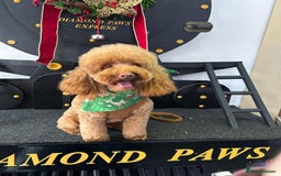 Maltipoo dogs for sale: Beautiful Maltipoo puppies for sale - Image 13