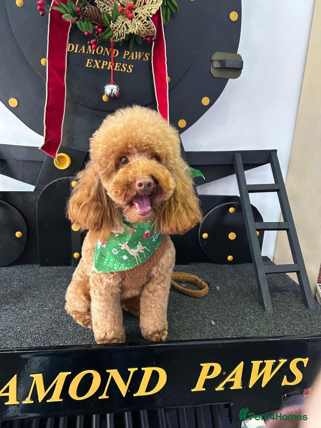 Maltipoo dogs for sale: Beautiful Maltipoo puppies for sale - Image 13
