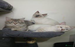 Ragdoll cats for sale: Ragdoll stunning kittens - Image 2